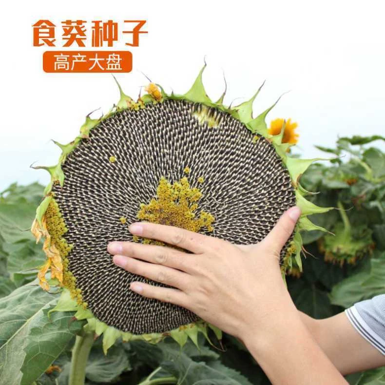 大型食用向日葵种子瓜子种子大粒饱满葵花籽阳台庭院大田种植