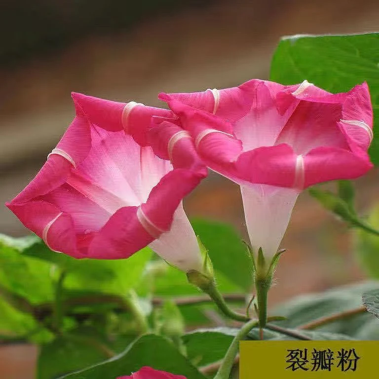 爬藤七色喇叭花牵牛花四季室内阳台庭院垂吊盆栽多年生籽