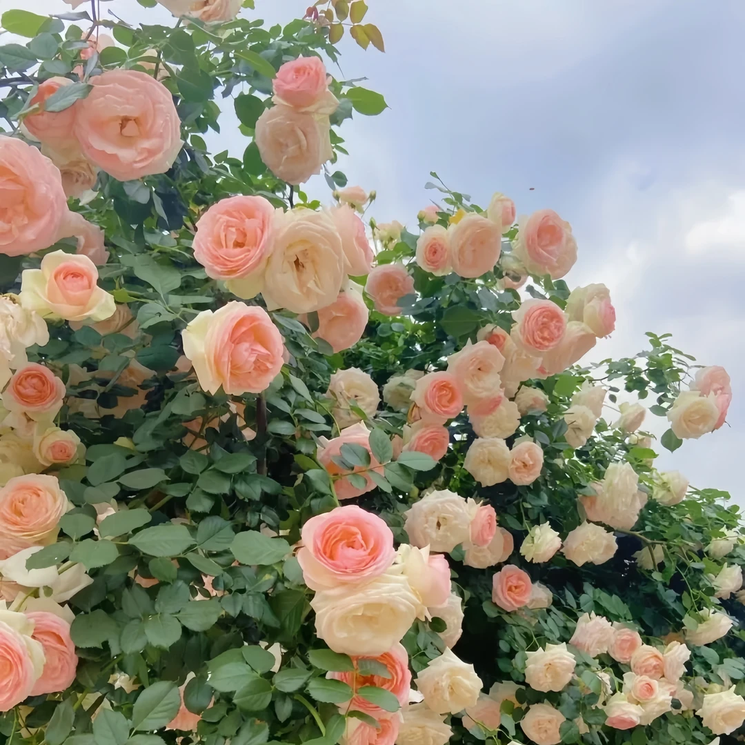 月季花苗蔷薇爬藤四季浓香老桩小苗玫瑰藤本月季庭院浓香特浓香花