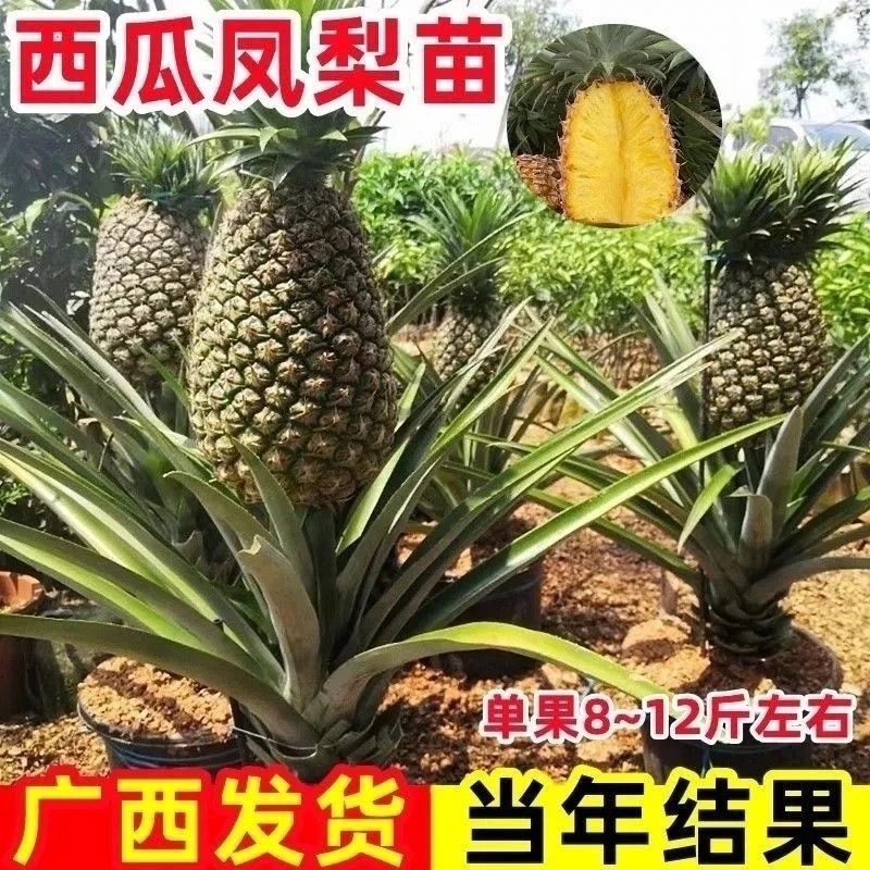 凤梨苗西瓜凤梨22号金钻凤梨大果阳台盆栽庭院地栽南北种当年结果