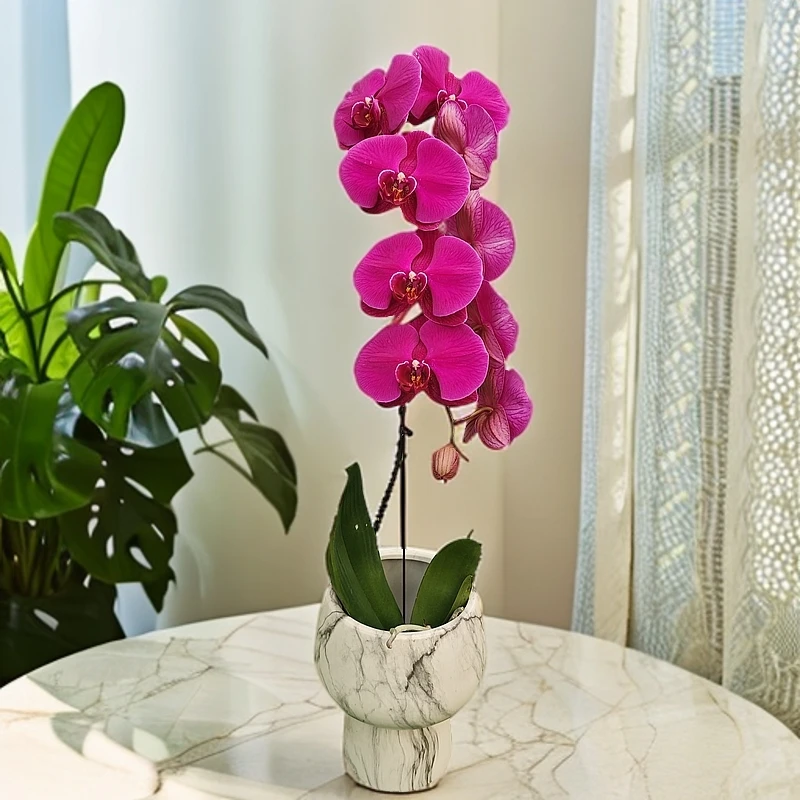 【大辣椒】-养活换土卧室耐养绿植带花带花苞开花株