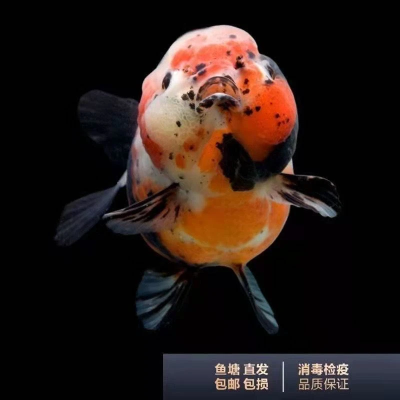 娃娃脸金鱼元宝狮鱼金鱼冷水淡水好养活大头瘤观赏鱼活鱼包邮包活