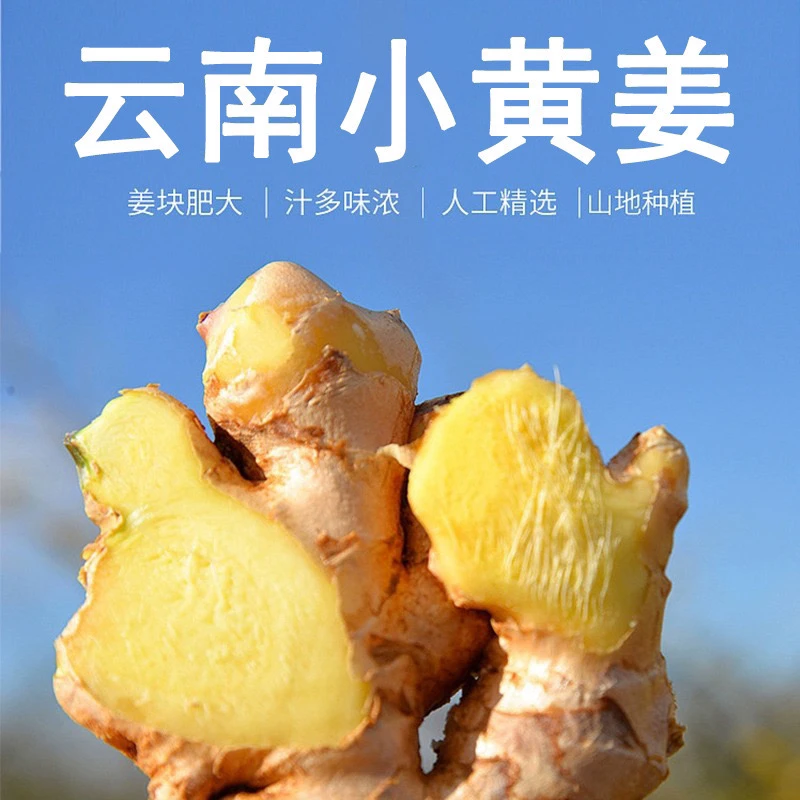 【当季老姜】云南小黄姜 生姜嫩姜产地直销 姜香浓郁山地种植新鲜姜