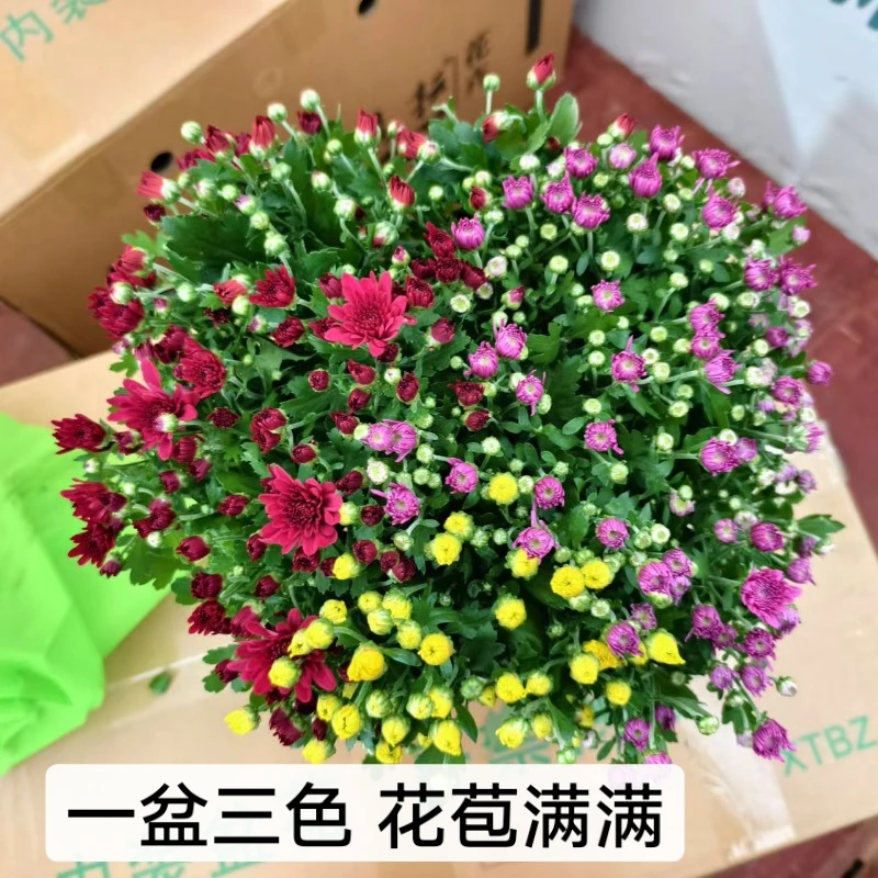 【一盆三色】混色球菊千头菊盆栽花苗带花苞满满易爆盆