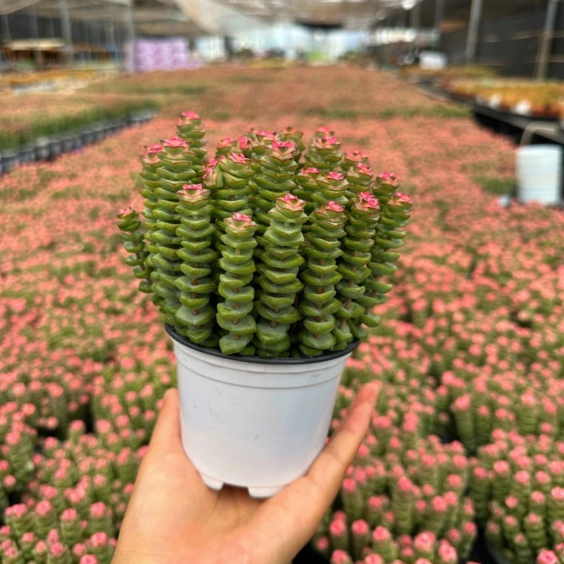 多肉钱串批发绿植盆栽小盆栽植物多肉植物室内懒人养不死多肉植物