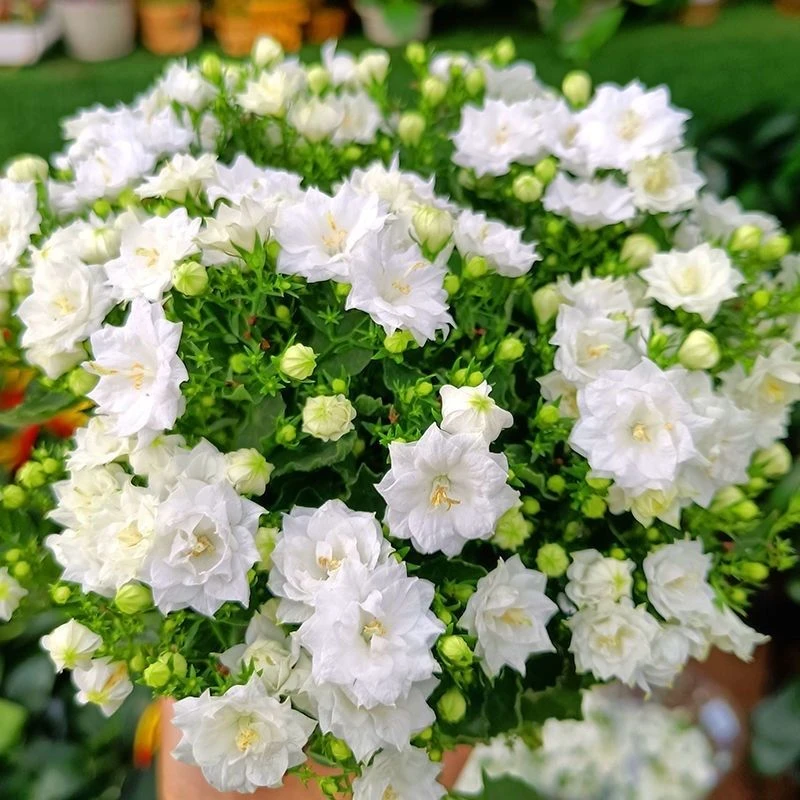 【花苞超多】丹麦重瓣风铃花盆栽花苗鲜花风铃草室内阳台四季花卉