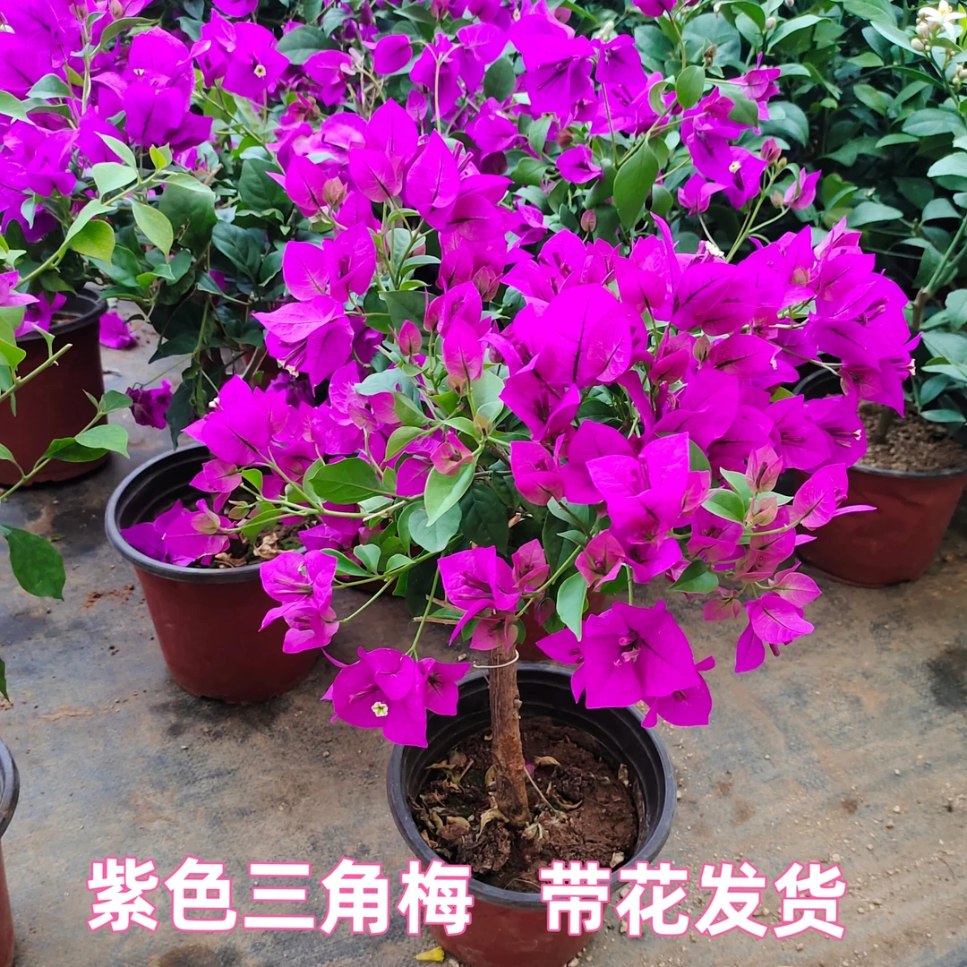三角梅盆景 紫色三角梅 百变绿樱 带花发货