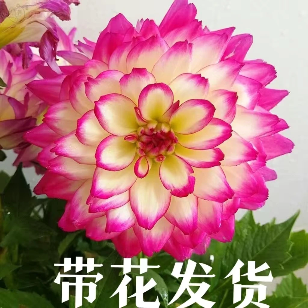 大丽花荷花仙子小丽花盆栽带花苞发货四季开