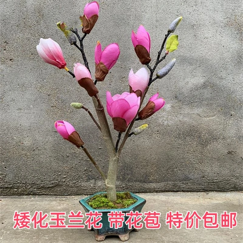 (带花苞)紫玉兰盆栽嫁接玉兰花树苗南北方种耐寒花卉植物