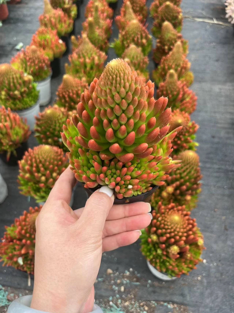 唯美 【18.8包邮】风火轮【带盆土】【轻微断枝不售后】 多肉植物
