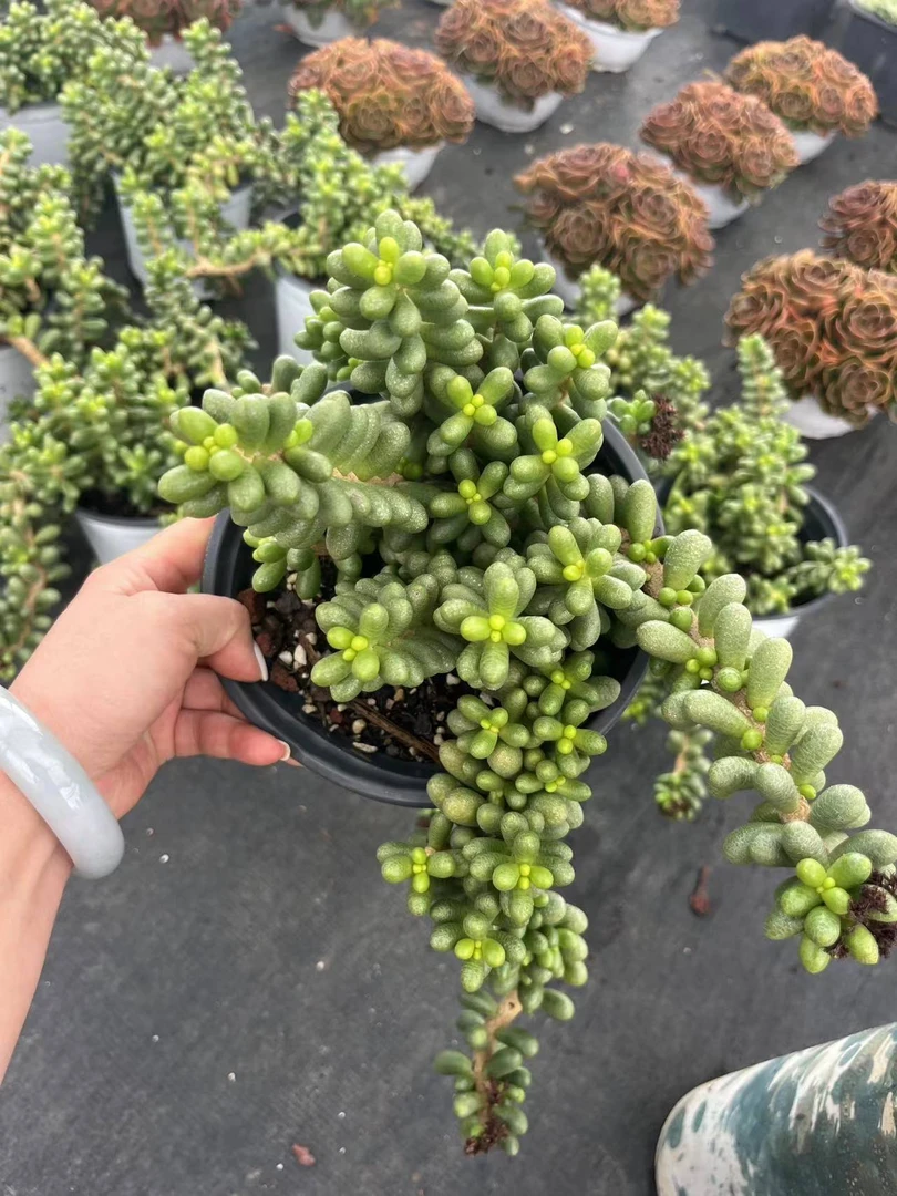 唯美精品绿龟卵多肉植物