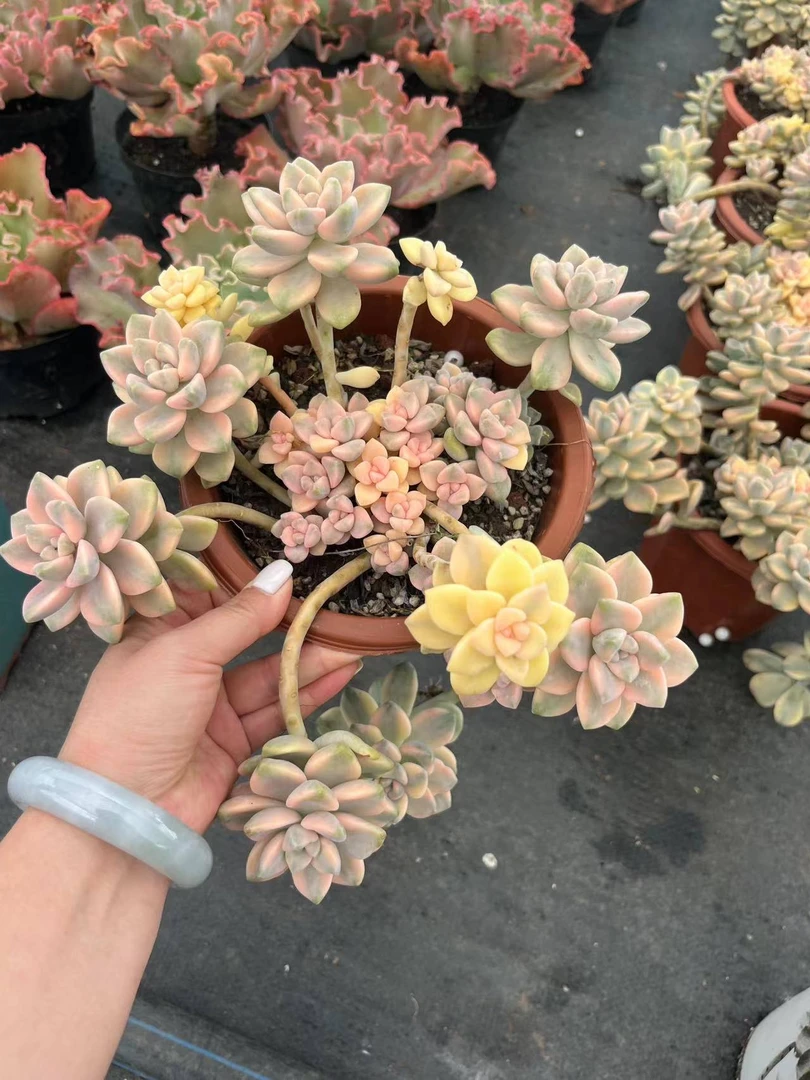 唯美 造型美杏锦【轻微掉叶不售后】 多肉植物