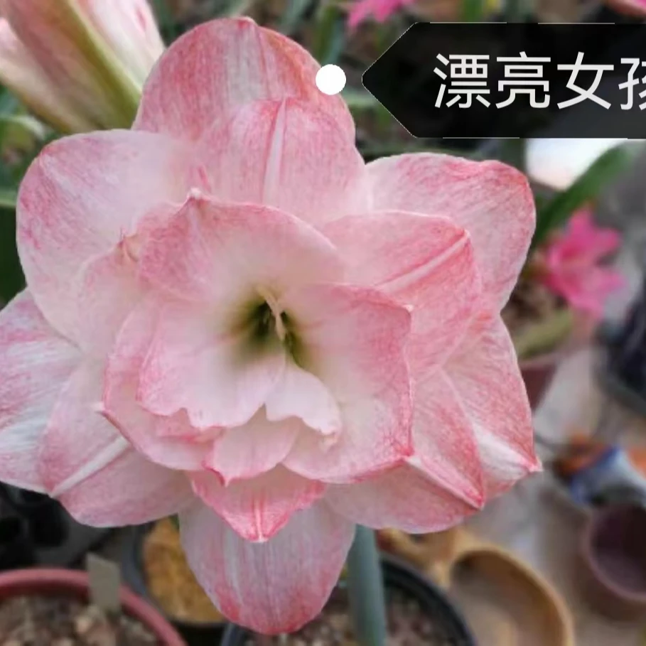 包对版【漂亮女孩】澳洲朱顶红种球裸根