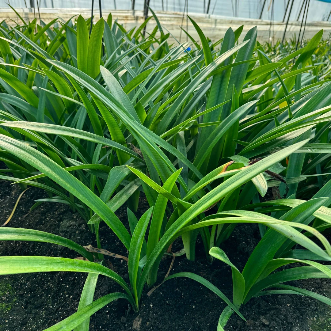 【一物一拍】50-70澳朱荷兰朱台朱自育朱顶红种球