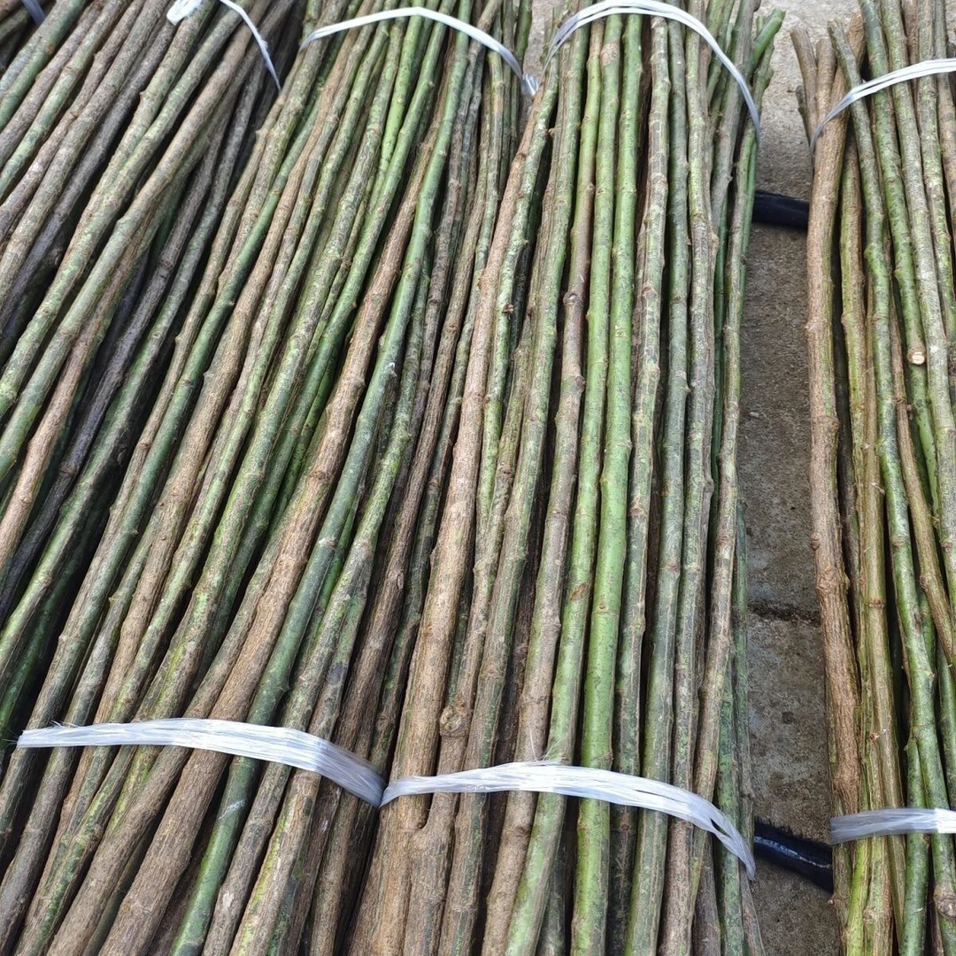 无刺蔷薇杆子嫁接月季砧木无刺蔷薇实生根棒棒糖月季砧木月蔷薇杆