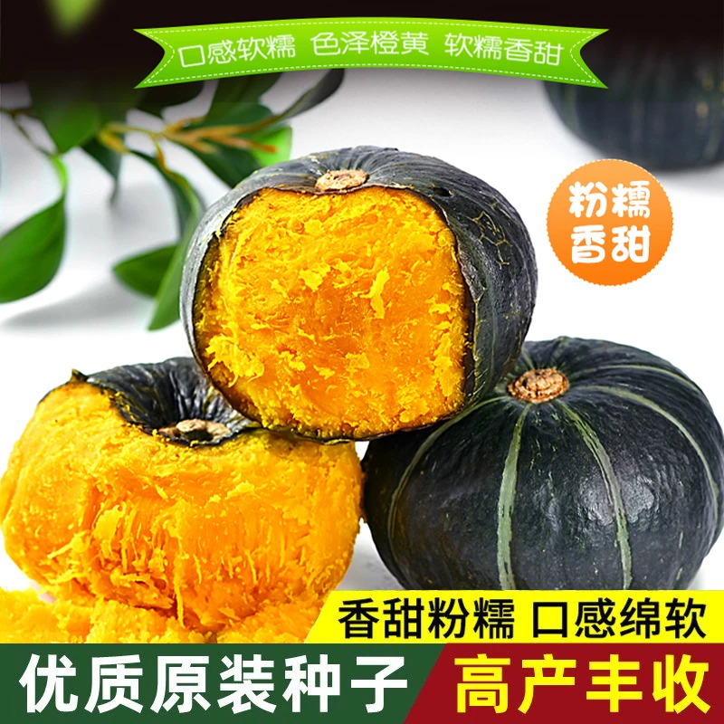 迷你贝贝南瓜种子高产板栗味春秋四季绿贝贝小南瓜种籽蔬菜种籽孑