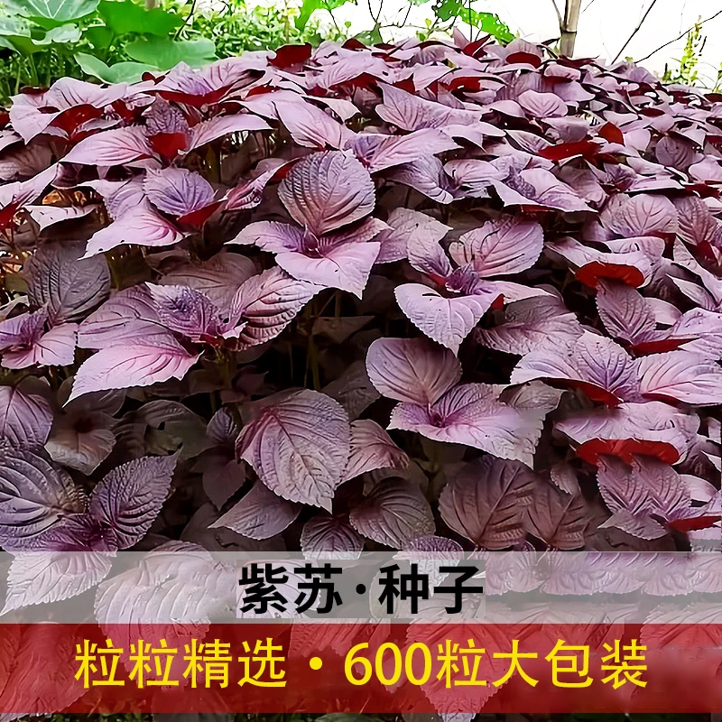 种子蔬菜种子双面紫苏种子盆栽大叶紫苏籽紫苏叶种子蔬菜可食用