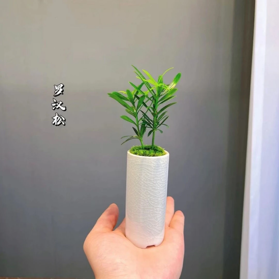 【开业福利】盆海岛罗汉松桌面创意绿植微景观精品迷你绿植办公室