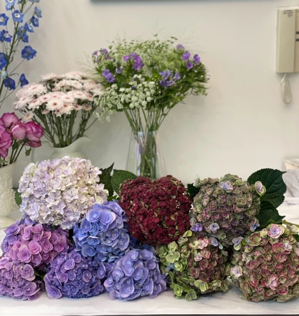 多品种 高品质 鲜切绣球 直播间实物