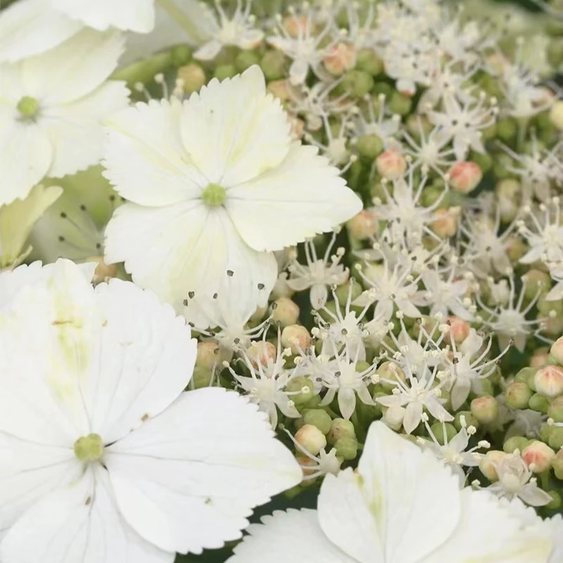蓝坤园艺   铁线莲（混苗P9） 阳台庭院盆栽植物