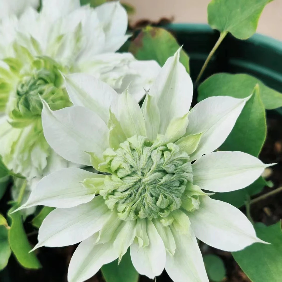 蓝坤园艺   铁线莲 （花园）大花庭院阳台花卉铁线莲攀爬植物