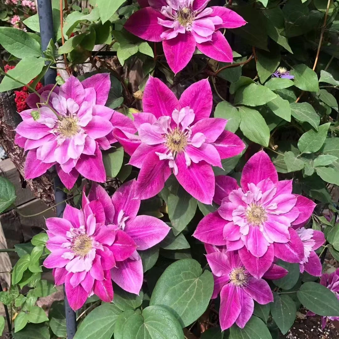 蓝坤园艺铁线莲（亲爱的）带土庭院阳台花卉藤本攀援植物季节