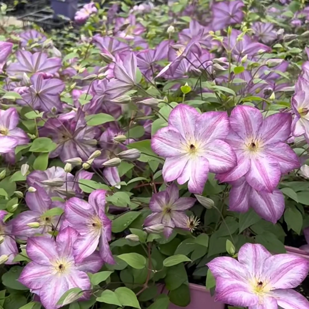 蓝坤园艺 铁线莲（佩莱妮）大花庭院阳台花卉铁线莲攀爬植物