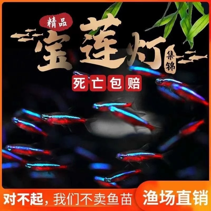 灯鱼热带鱼红绿灯观赏鱼群游鱼小型鱼宝莲灯红色淡水红鼻斑马群游
