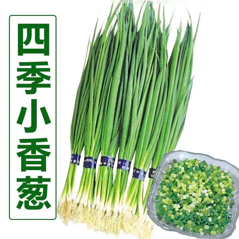 四季小香葱籽小香葱种子阳台室内盆栽葱种子耐寒蔬菜种子家庭菜种