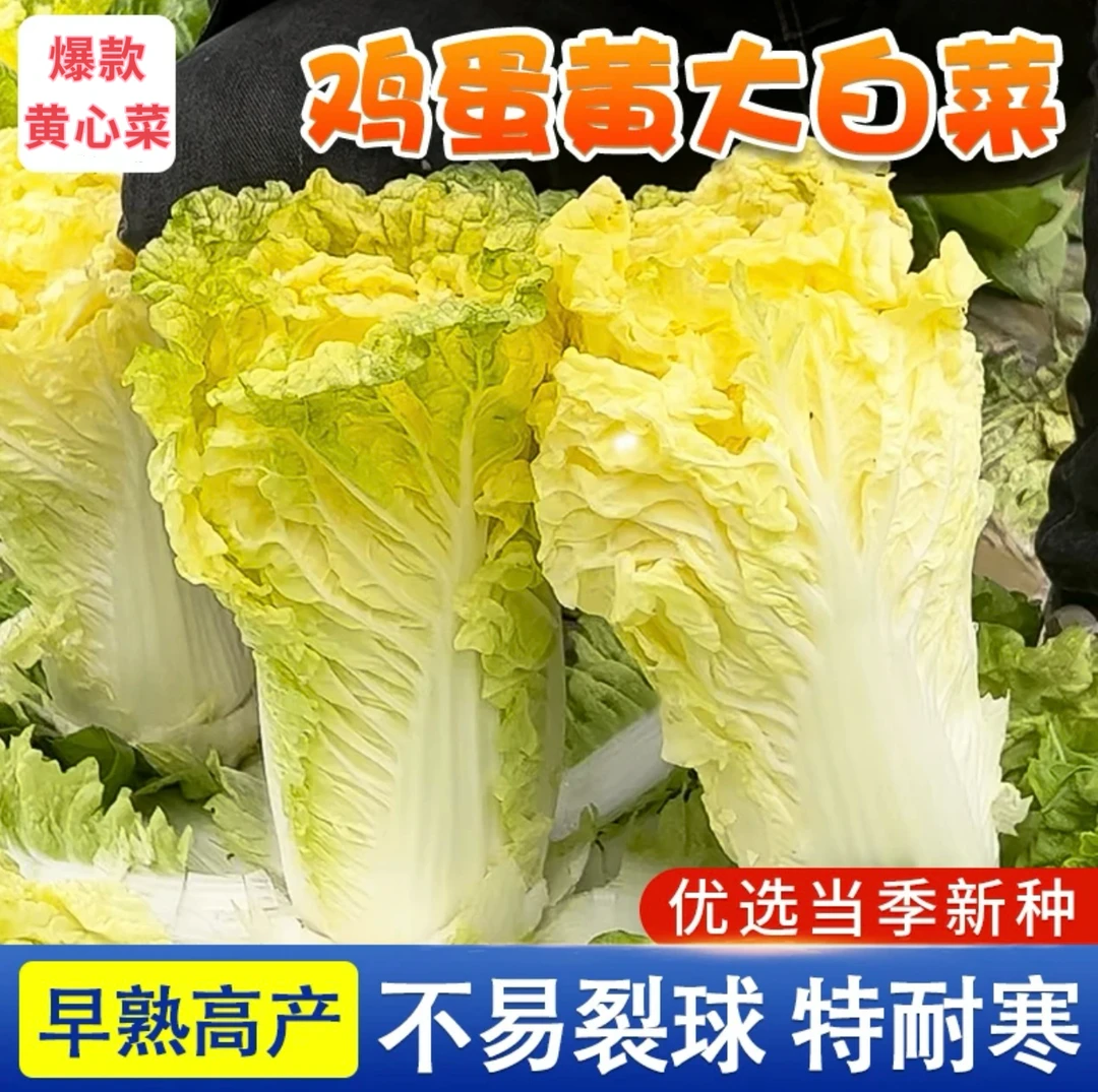 【次日发货】鸡蛋黄奶油大白菜种子真好吃菜种籽耐热四季播蔬菜种子
