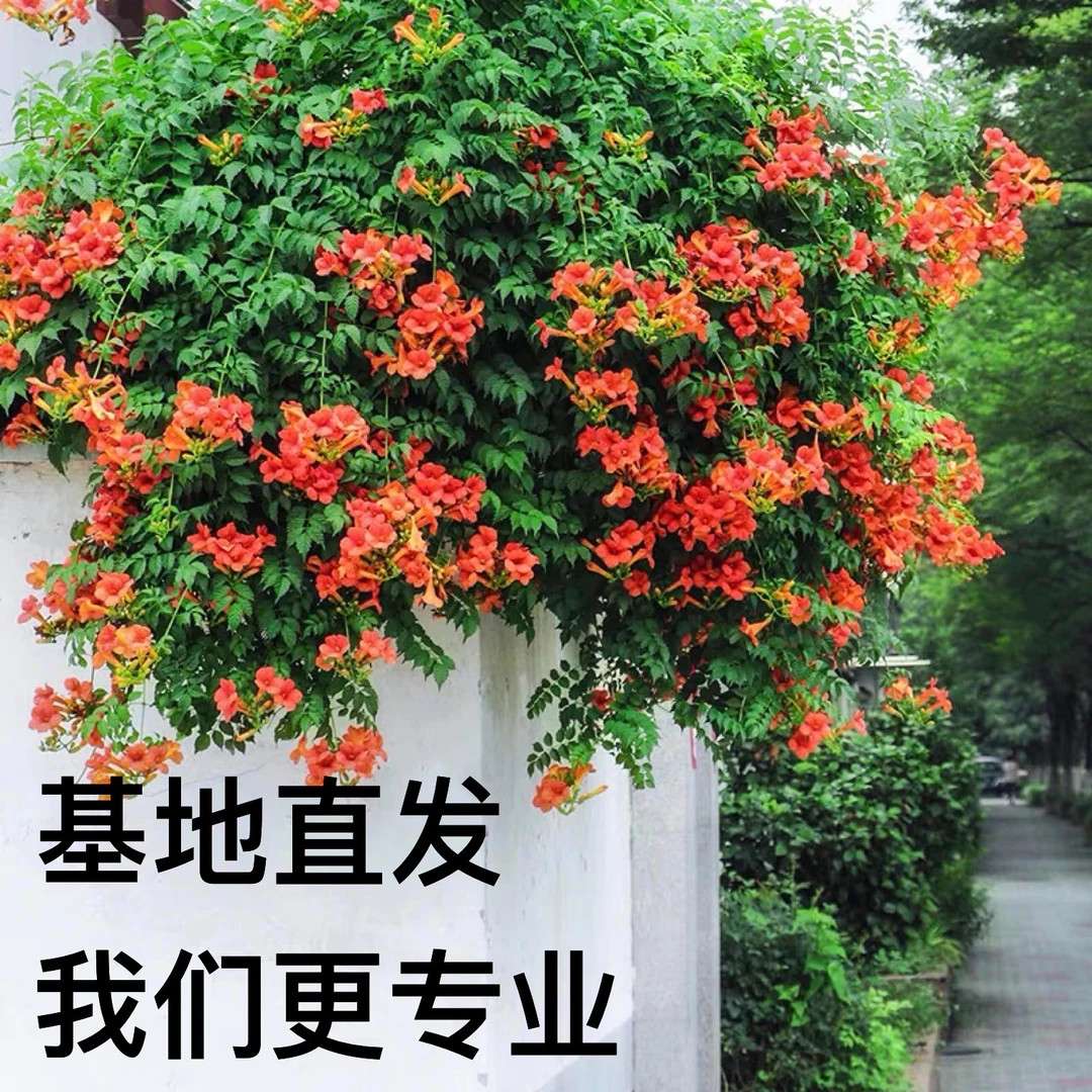 爬藤耐寒耐热植物美国凌霄花苗南北方种植裸根保湿发货造景包对版
