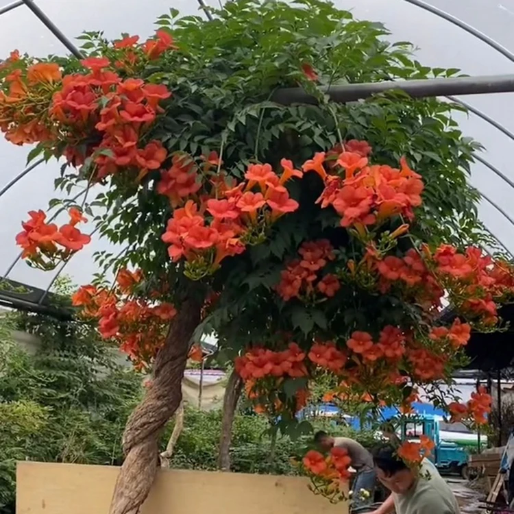 直播造景一物一拍各种花苗