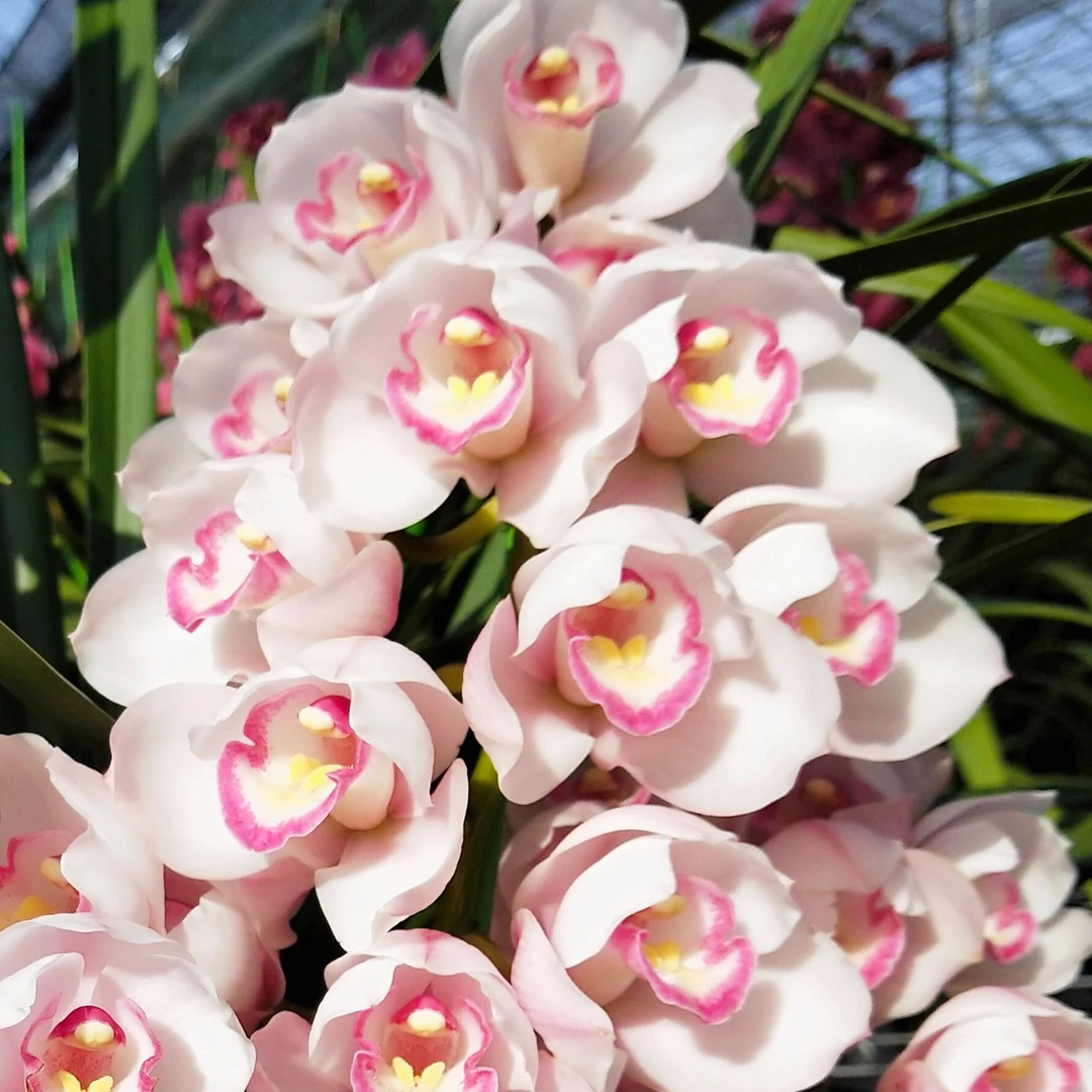 诱惑 粉色大花蕙兰六年老苗精品兰花基地直销壮硕根好养