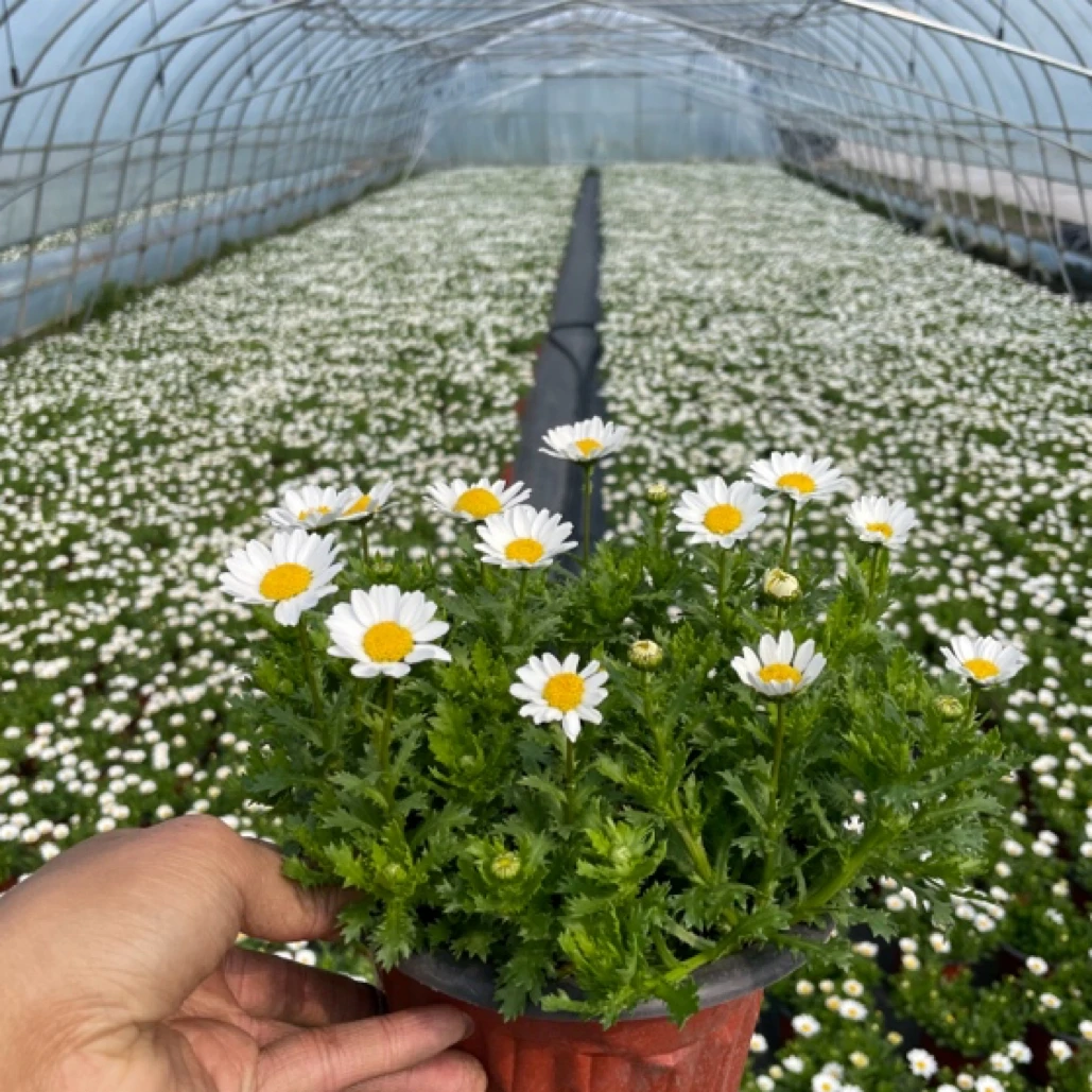 白金菊盆栽白晶菊白色雏菊阳台庭院多年生花卉耐寒好养包邮