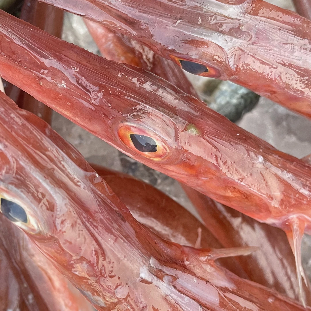 汕头海门本港海鲜 野生马鞭鱼 广东省内顺丰冷链包邮