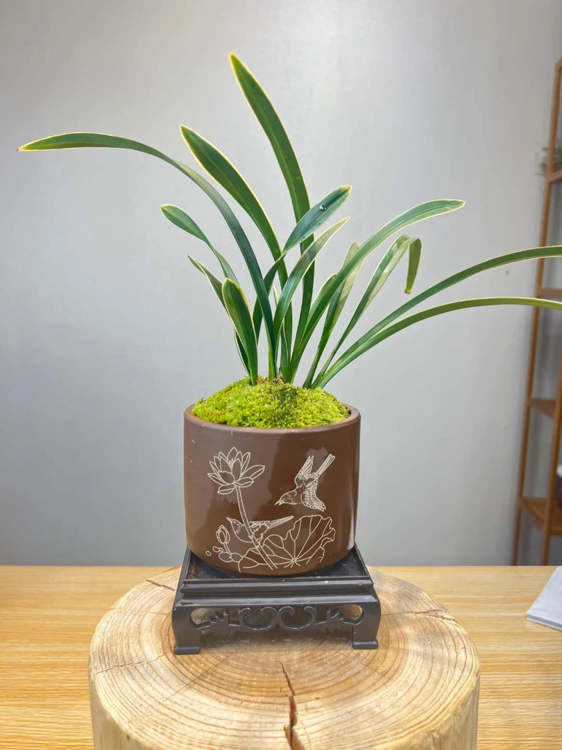 《兰花》金丝白雪公主道酬勤紫纱瓷盆客厅办公茶桌室内盆栽绿植阳台