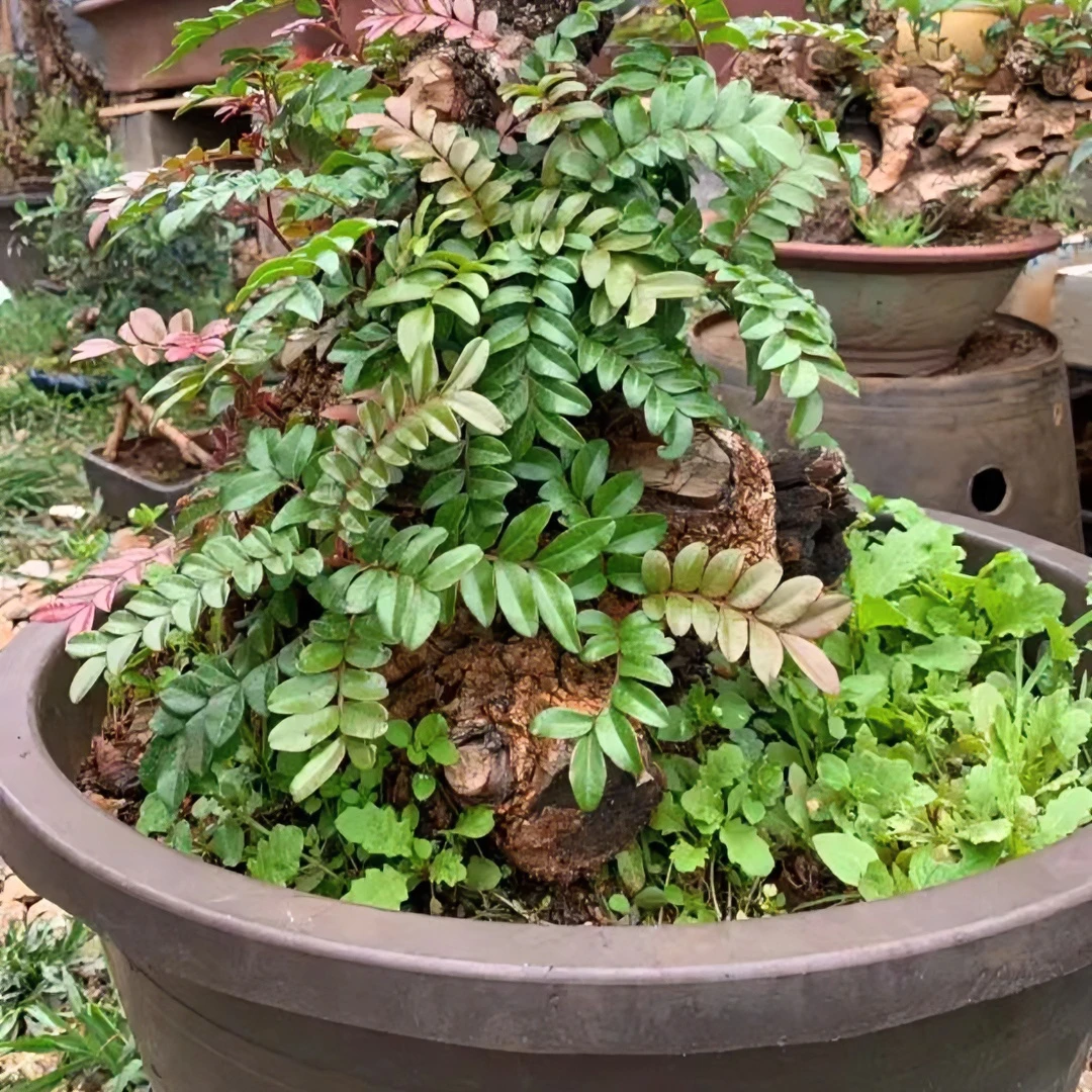 清香木原生山采老桩盆景根可培植素材植物树桩