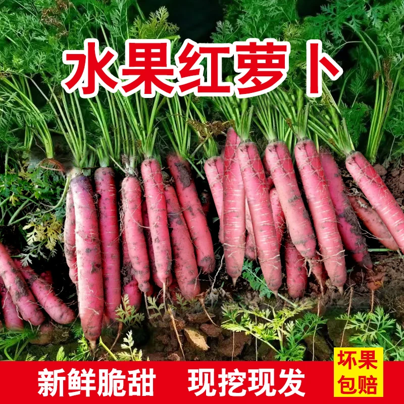 陕西水果红萝卜沙土地蔬菜脆甜多汁人参萝卜现挖现发原产地5-9斤