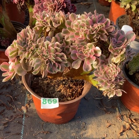 女巫缀有伤多肉植物法师不包损