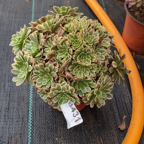 朝霞多肉植物法师不包损