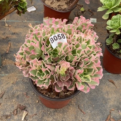 白凤多肉植物法师不包损