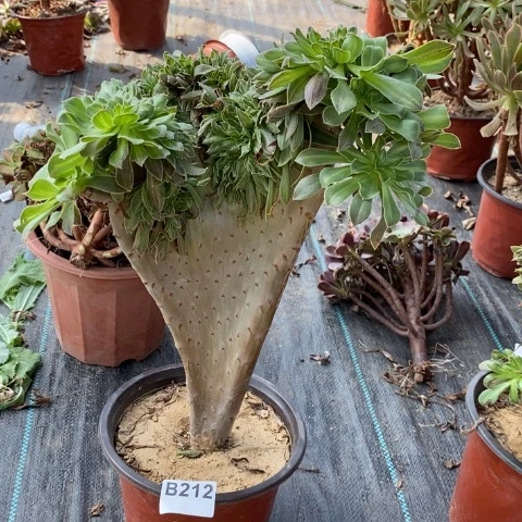 碧螺春缀多肉植物法师不包损