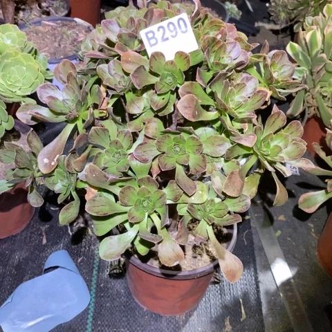 圣诞节多肉植物法师不包损