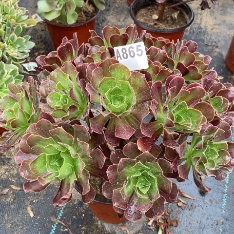 冰紫多肉植物法师不包损