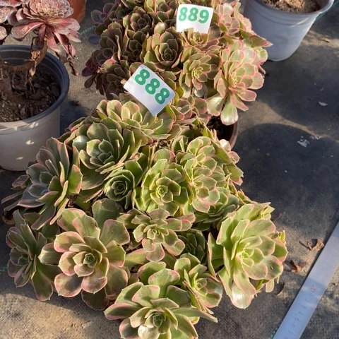 是**吖889，888安娜多肉植物法师不包损