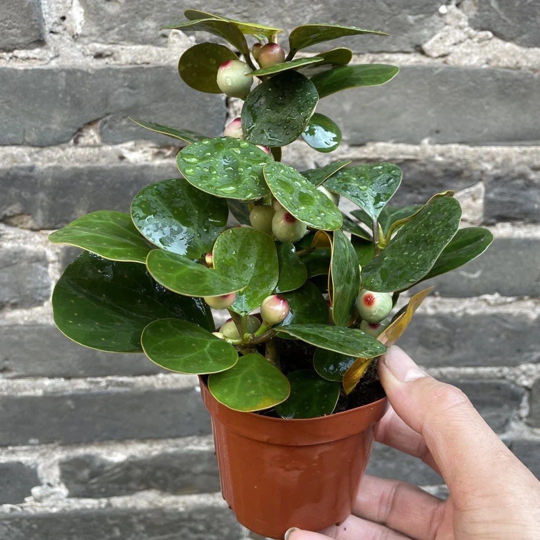 【新疆包邮】小盼菩提树绿植盆栽带果挂果室内摆件盆景好养活植物