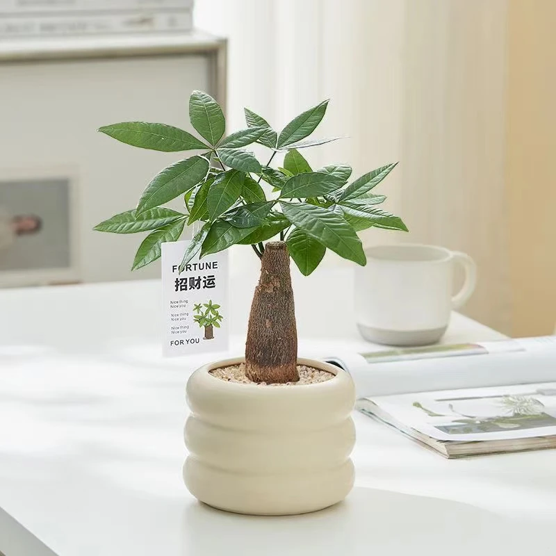【新疆包邮】发财树绿植盆栽耐旱盆景四季发财室内净化空气好养活