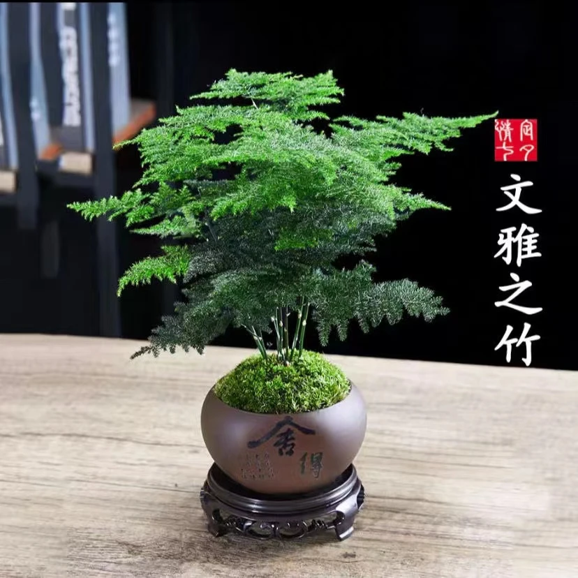 【新疆包邮】文竹造型绿植盆景室内客厅办公室好养活植物