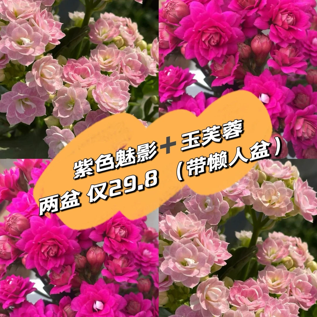 【新疆包邮】新品种长寿紫色魅影+玉芙蓉双拼组合花卉盆栽四季开花