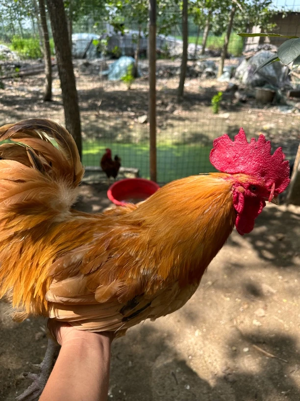 两年的大公鸡活禽